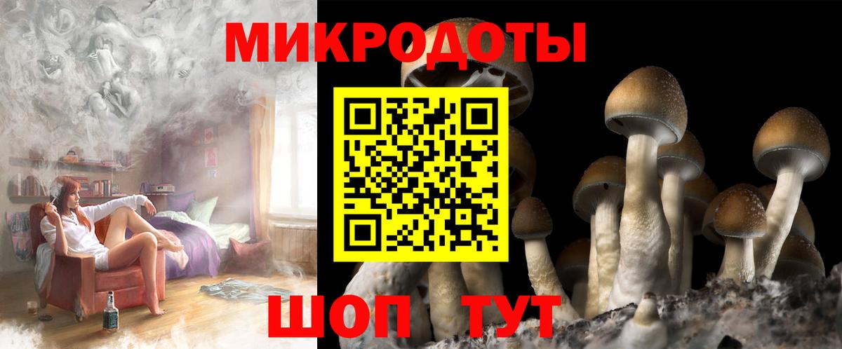 Псилоцибиновые грибы Psilocybe Ленинск-Кузнецкий